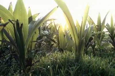 Скрытые листья имбиря скручиваются