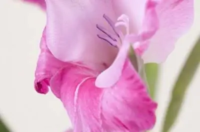 Как долго живут гладиолусы?