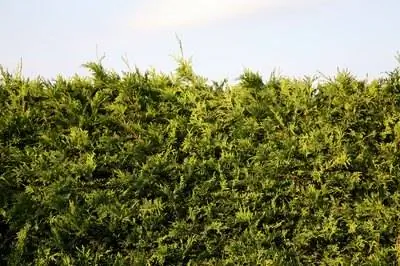 Как далеко сажать кипарис Лейланда от подъездной дороги?