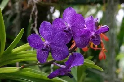 Виды цветов Филиппин