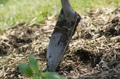 Выкапывание круга вокруг дерева