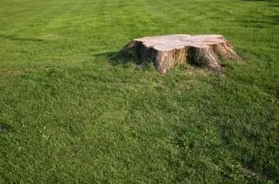 Подходит ли для посадки грязь, оставшаяся от измельчения пней в моем дворе?