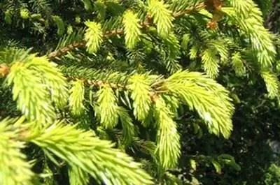 Уход за елями в горшках