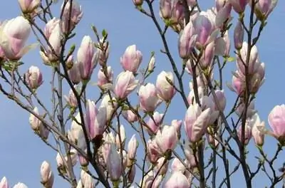 Цветущие деревья в Миссури