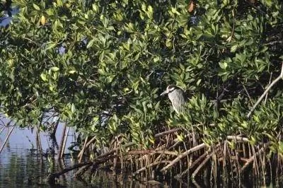 Как ухаживать за мангровым деревом в горшке