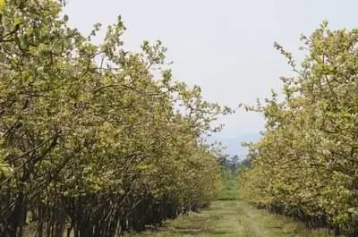 Болезнь дерева японской черники