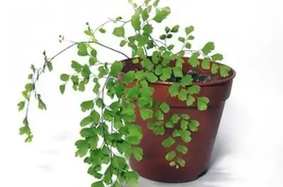 Домашнее садоводство для начинающих