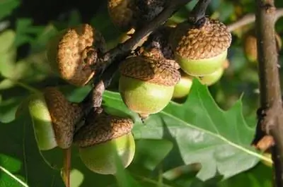 Как вырастить дубы из семян