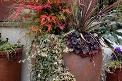 Горшечные растения для кладбища