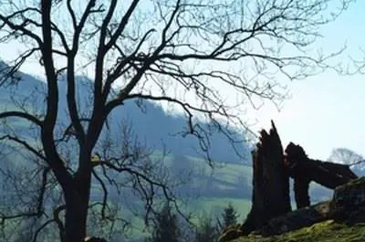 Обертка для поврежденных деревьев