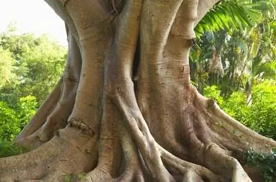 Как ухаживать за деревом Бодхи или Бо