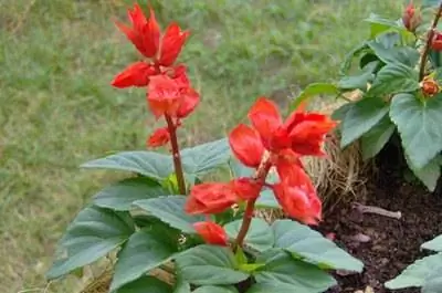 Как посадить красный сальвию