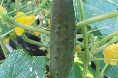 Коричневые пятна на листьях огурца