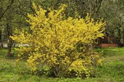 Как обрезать кусты форзиции