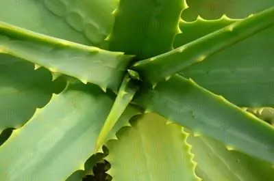 Как разделить растение алоэ на две части