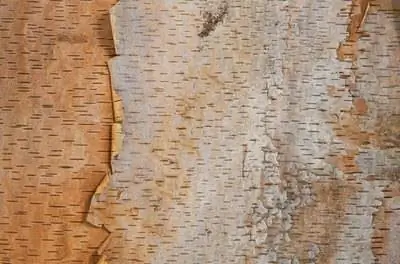 Как посадить речную березу