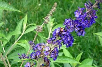 Как удобрить куст бабочки