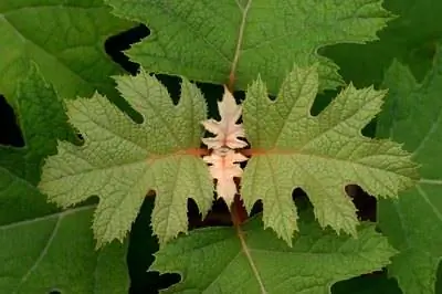 Как обрезать дуболистную гортензию