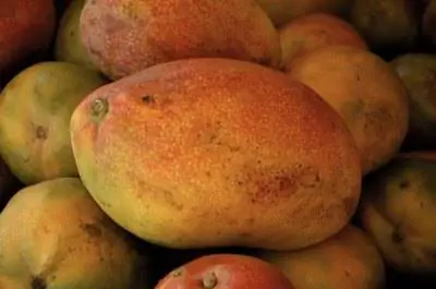 Деревья манго, которые растут в Центральной Флориде