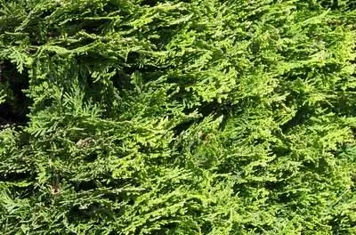 Как ухаживать за вечнозелеными кустарниками