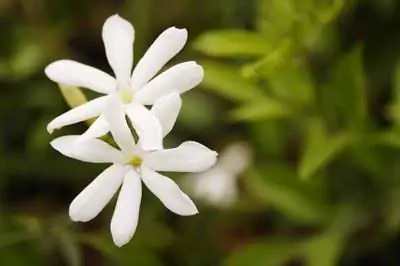 Как ухаживать за вьющимся жасмином