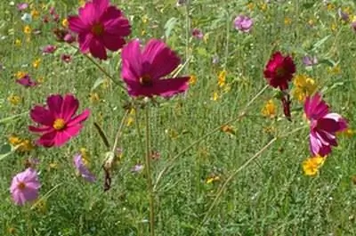 Виды популярных ирландских цветов