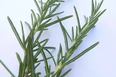 Зимний уход за растениями розмарина