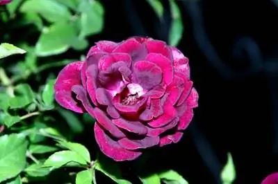 Виды цветов бордового цвета