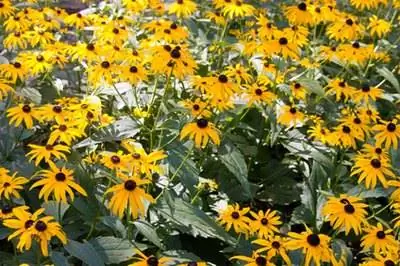 Как пересадить Черноглазую Сьюзен