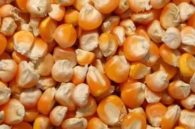 Как подготовить семена кукурузы к посадке