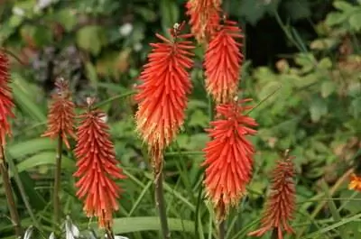 Как ухаживать за растениями Red Hot Poker
