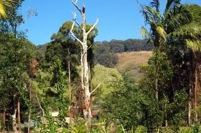 Как избавиться от термитов на дереве