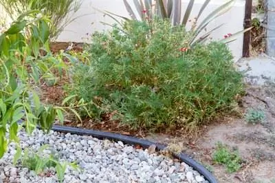 Как восстановить заросшую клумбу