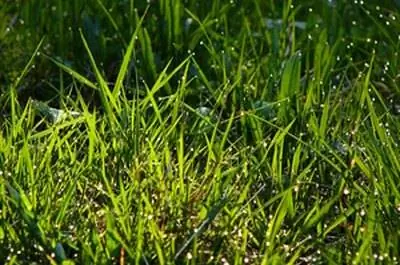 Как использовать брезент, чтобы уничтожить траву