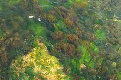 Как компостировать прудовые водоросли