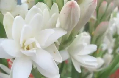 Виды цветов туберозы