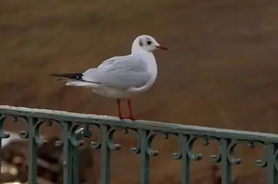 Как использовать ленту для птиц