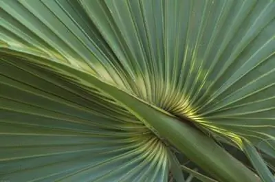 Какие кустарники мне сажать в Миссисипи?