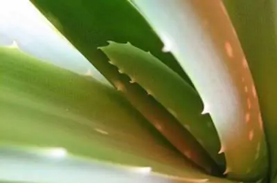 Как вырастить алоэ в открытом грунте