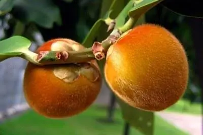 Какие фруктовые деревья хороши для Индианы?