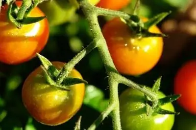 Как определить, что томат обморожен?
