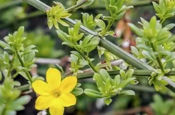 Жасмин Nudiflorum