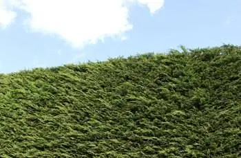 Изображение высокого кипариса Лейланда / живой изгороди Cupressus Leylandii в саду