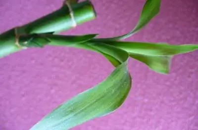 Lucky Bamboo & Проблемы с водорослями