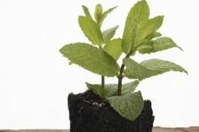 Травы, которые убивают, контролируют и отпугивают блох и клещей & Комары