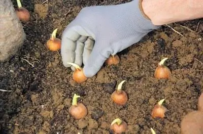 Лучшее время для посадки луковиц тюльпанов в Висконсине