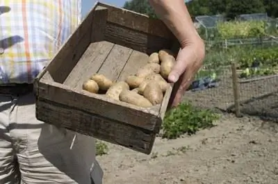 Лучшие овощи для выращивания в Миссури