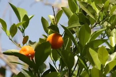 Как ухаживать за мандариновым деревом