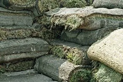 Как пересадить бермудскую траву