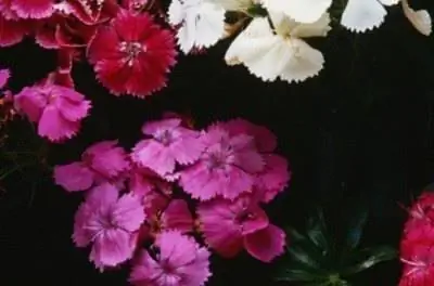 Как ухаживать за растениями гвоздики